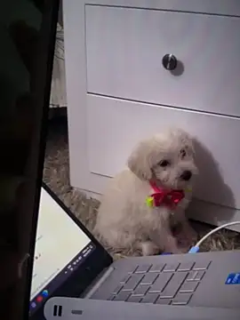 lunablossom_'s cam snapshot