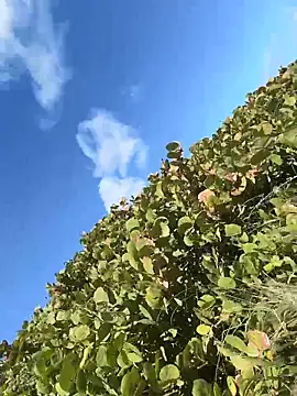 sweetsirenn live sex cam