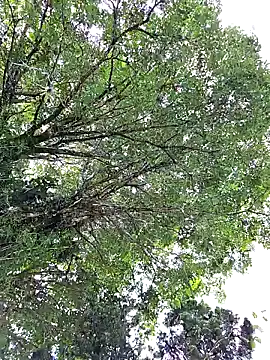 giselxxx_hot live sex cam