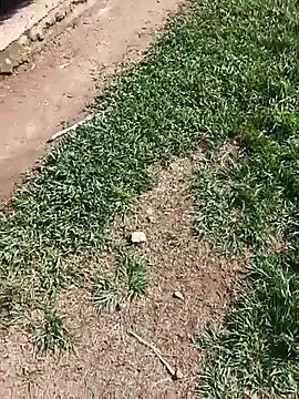 MonasticCanine live sex cam