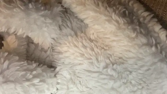 dddasani's cam snapshot