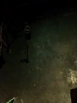 Hoa-tuylip's cam snapshot