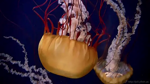 streamy_test12 live sex cam