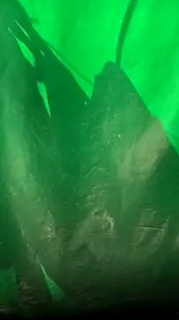 mendelicius live sex cam