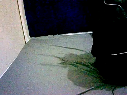 honeypotsweet live sex cam