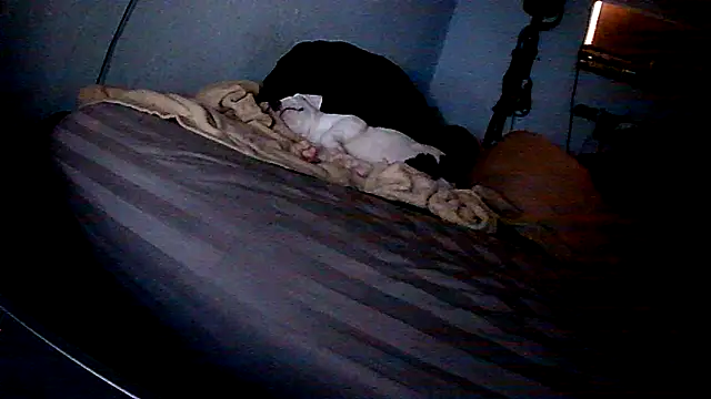 PornStro921 live sex cam