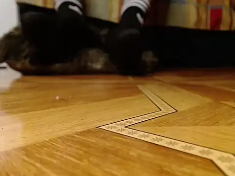 alphaswitchard live sex cam