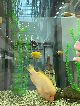 KishaMur's cam snapshot