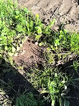 parejamlga58 live sex cam