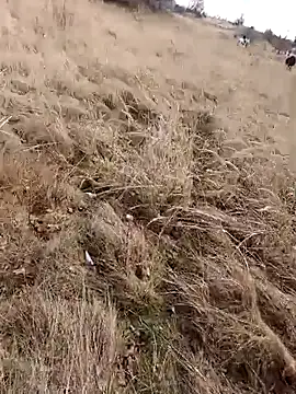 Tortuga95PL live sex cam