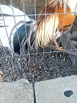 UnreadyChutzpa live sex cam