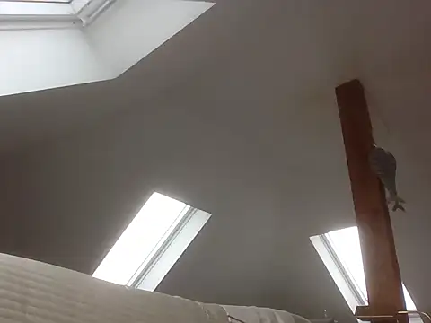 maxmueller321 live sex cam