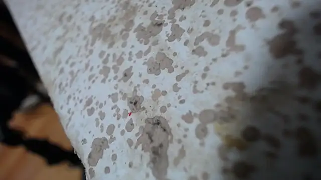 adara_muller_'s cam snapshot