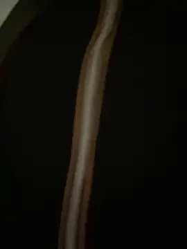 Yasar-Xxxl live sex cam