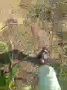 Desi_boy_fuck live sex cam