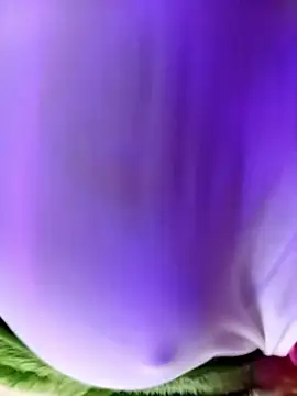 Minoch-arab live sex cam