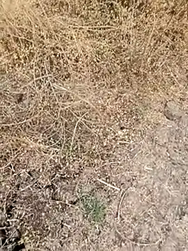 himvilohi08's cam snapshot