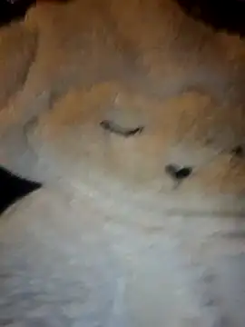 tutku01show live sex cam