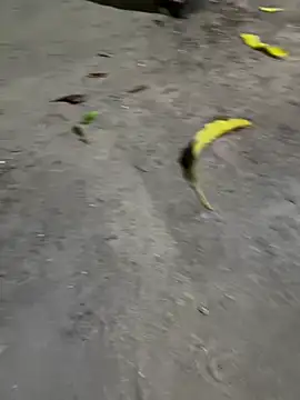 Daniel-900 live sex cam