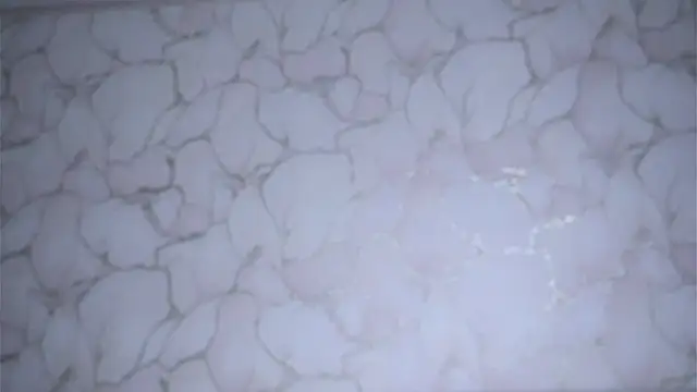 VeronaAppleberry live sex cam