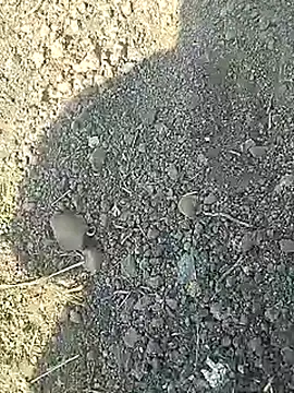 Desi_boy_fuck live sex cam