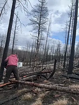 GoldenFlameGoddess live sex cam