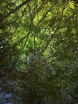 Latin_boys79 live sex cam