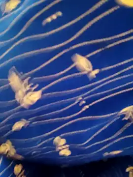 yamini1431 live sex cam