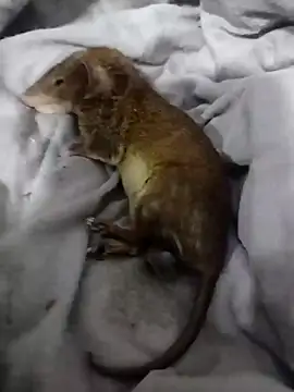 tatatoooooo live sex cam