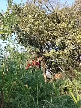 Hot_malika1 live sex cam