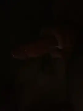 Omg6phoo9's cam snapshot