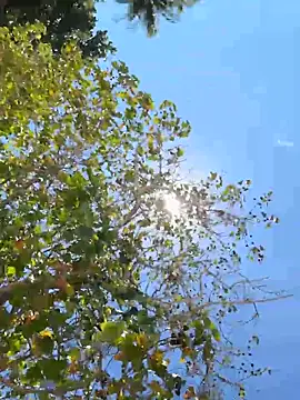 sweetsirenn live sex cam