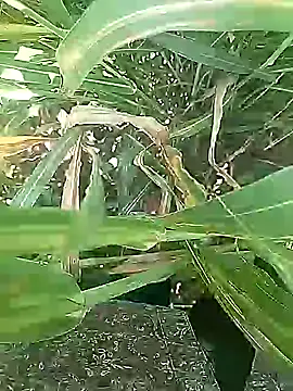 Desi_boy_fuck's cam snapshot