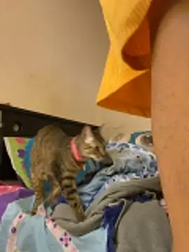 AlexaWarner live sex cam