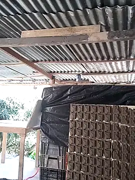 hoteder live sex cam