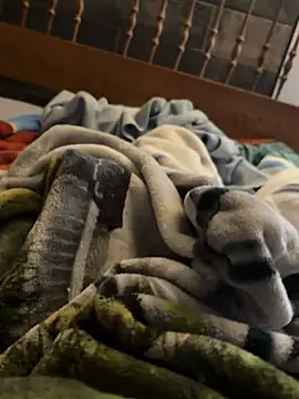 CollegeBull19 live sex cam