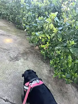 ANONIMO7735 live sex cam