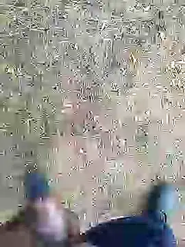 Mrveda66 live sex cam