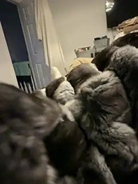 Furdale live sex cam