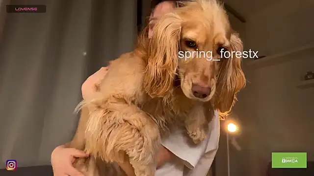 spring_forest live sex cam