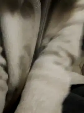 doggy-00's cam snapshot