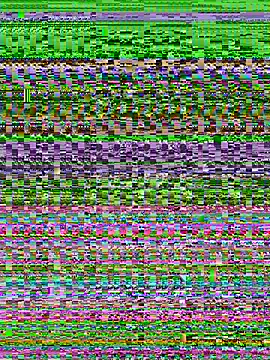 Ivysnow live sex cam