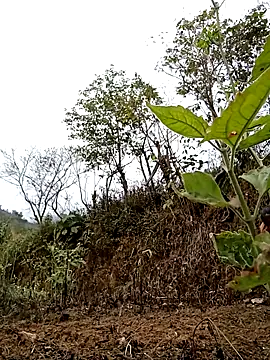 Noelle-e's cam snapshot