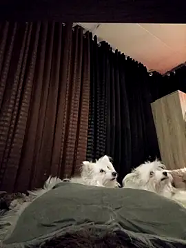 Your_dreambabe live sex cam