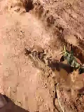 xmanrawan2 live sex cam