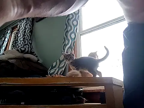 Bigloggz's cam snapshot