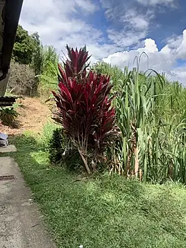 Marco_Vega live sex cam