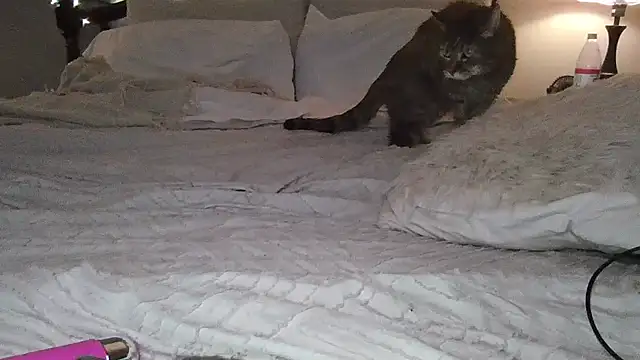 tattedsweets01's cam snapshot