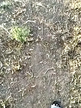 jellydicks live sex cam