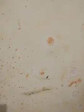 Sapna_baby1's cam snapshot